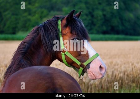 Ritratto di un pony baia grazioso, guardando indietro. Foto Stock