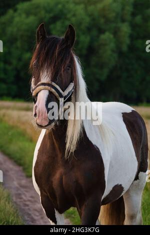 Ritratto di un bel cavallo Tinker, fotografato al tramonto. Foto Stock