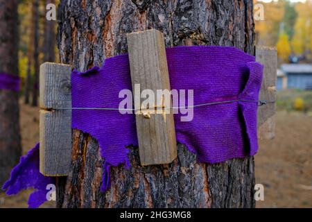 Il tronco di pino è ricoperto di fili e piccoli pezzi di legno per proteggere l'albero. Foto Stock