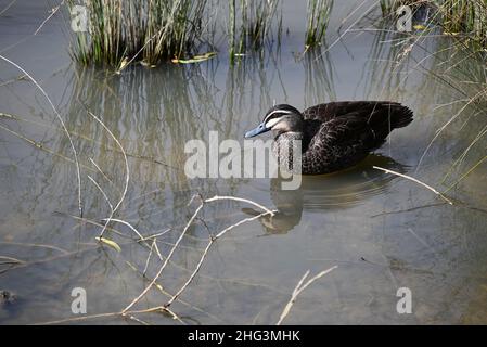 Anatra nera del Pacifico, anas superciliosa, nuotando da dietro le canne nelle acque poco profonde di uno stagno, con riflessi visibili sulla superficie Foto Stock