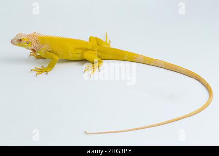 Albino giallo Iguana isolato su sfondo bianco Foto Stock