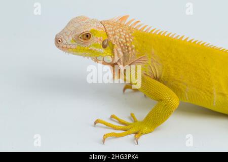 Albino giallo Iguana isolato su sfondo bianco Foto Stock
