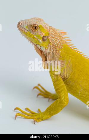 Albino giallo Iguana isolato su sfondo bianco Foto Stock
