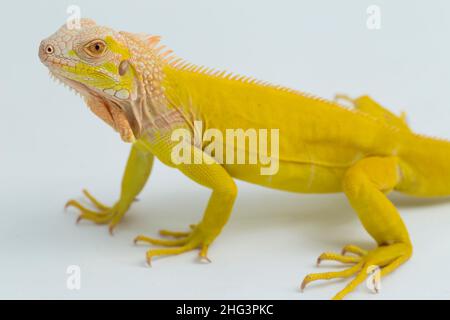 Albino giallo Iguana isolato su sfondo bianco Foto Stock