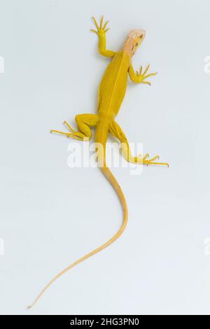 Albino giallo Iguana isolato su sfondo bianco Foto Stock