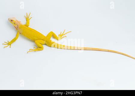Albino giallo Iguana isolato su sfondo bianco Foto Stock