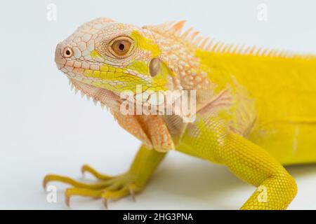 Albino giallo Iguana isolato su sfondo bianco Foto Stock