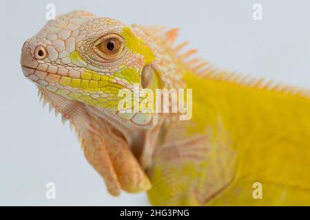 Albino giallo Iguana isolato su sfondo bianco Foto Stock