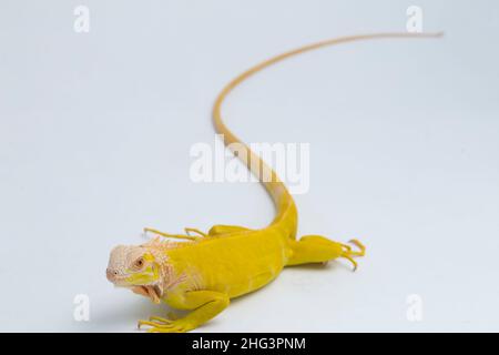 Albino giallo Iguana isolato su sfondo bianco Foto Stock