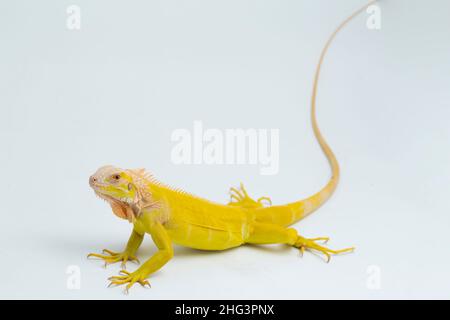 Albino giallo Iguana isolato su sfondo bianco Foto Stock