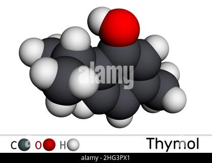 Timolo, molecola IPMP. È il fenolo, derivato naturale del monoterpene della cymene. Ottenuto da olio di timo o da altri oli volatili. Modello molecolare. 3D ren Foto Stock