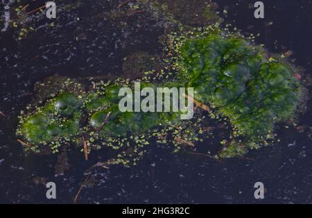 Strato spesso di alghe marcianti e anatra su acqua con bolle di gas metano Foto Stock