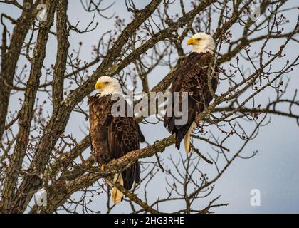 Due aquile Bald arroccato su un ramo Foto Stock