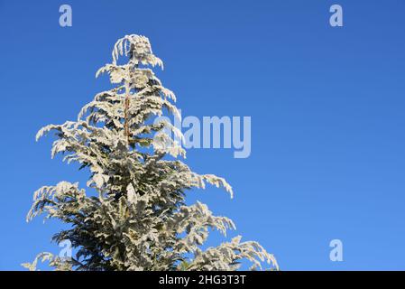 La parte superiore di una cornifera è coperta di gelo in inverno, contro un cielo blu con spazio per il testo Foto Stock