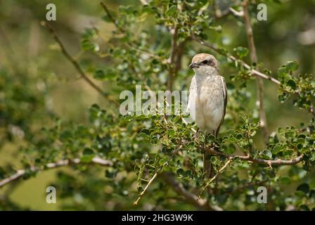 Rosso-backed Shrike - Lanius collurio, bello uccello perching colorato da cespugli e boschi europei, colline Taita, Kenya. Foto Stock