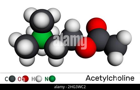 Acetilcolina, molecola ACH. È neurotrasmettitore parasimpaticomimetico, agente vasodilatatore, ormone, metabolita umano. Modello molecolare. 3D rendering. Foto Stock