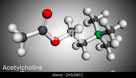 Acetilcolina, molecola ACH. È neurotrasmettitore parasimpaticomimetico, agente vasodilatatore, ormone, metabolita umano. Modello molecolare. 3D rendering. Foto Stock