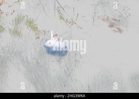 Coniglio bianco. Foto Stock