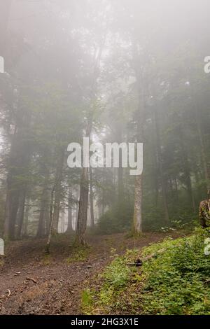Foresta di conifere nella nebbia. Strada di campagna attraverso la fitta foresta di abete rosso verde in una mattinata di nebbia Foto Stock