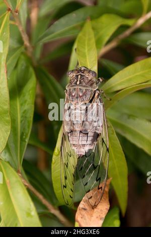 Razor Grinder cicada, Henicopsaltria eydouxii. Un insetto grande e rumoroso originario dell'Australia orientale. Estate, foresta pluviale, Tamborine Mountain, Queensland. Foto Stock