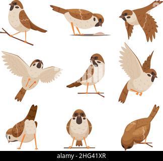 Cartoon passeri. Animali divertenti selvaggi che volano uccelli marroni che muovono caratteri strambati esatto vettore immagini set cute uccelli Illustrazione Vettoriale