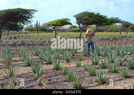 Uomo con cappello vagante che lavora in una piantagione di piante di aloe vera agave, in una fattoria di Aruba, isola delle Antille Leeward Foto Stock