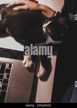 Un gatto nero con un colletto bianco si trova su una scrivania accanto a un computer portatile. Le donne lo mano liscio Foto Stock