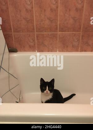 Un gatto nero con una museruola bianca si siede in un bagno bianco in bagno e guarda direttamente nella macchina fotografica. Foto Stock