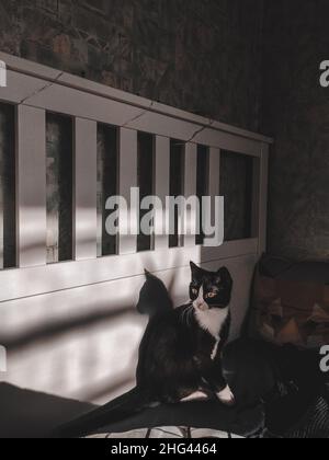 Un gatto nero con un colletto bianco è seduto su un letto di legno bianco e guardare. Interno bellissimo in cui splende il sole primaverile Foto Stock