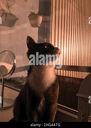 Un gatto nero con una museruola bianca si siede su un davanzale e guarda fuori dalla finestra al tramonto. Foto Stock