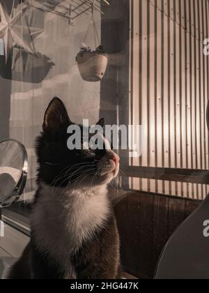 Un gatto nero con una museruola bianca si siede su un davanzale e guarda fuori dalla finestra al tramonto. Foto Stock