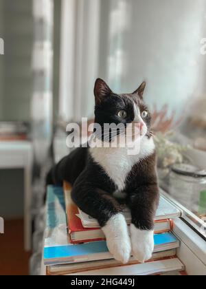 il gatto nero con una museruola bianca si trova su un davanzale con le zampe incrociate su libri di testo e si affaccia sulla finestra. Foto Stock