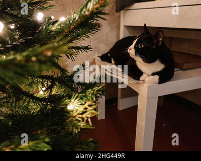 Il gatto nero con un collo bianco si trova su un tavolo di legno bianco accanto ad un albero di Natale e fissando le luci. Foto Stock