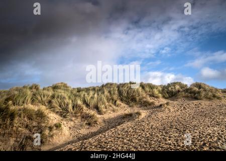 Luce dorata alla fine della giornata per gravi danni causati dall'attività umana al fragile sistema di dune di sabbia a Crantock Beach a Newquay Foto Stock