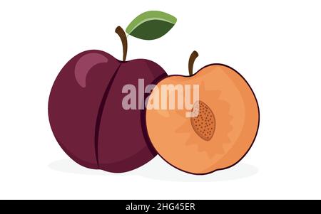 Prugne su sfondo bianco. Succosa frutti di prugna viola. Frutta intera e mezza Illustrazione Vettoriale