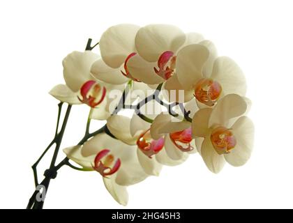 Primo piano di orchidee bianche Phalaenopsis al coperto con luce naturale in una giornata intensa Foto Stock