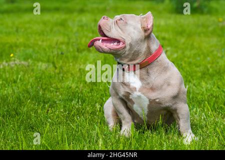 Una tasca Lilac colore americano Bully cucciolo cane seduta su erba verde. Cane di medie dimensioni con un corpo muscolare compatto e voluminoso, testa bloccante e osso pesante Foto Stock