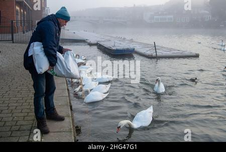 Eton, Windsor, Berkshire, Regno Unito. 18th Gennaio 2022. Swan Charity Swan Support stava alimentando i cigni di Eton sul Tamigi questa mattina con mais. LA ZONA di controllo dell'influenza aviaria DI DEFRA è ora in atto presso il Tamigi a Windsor ed Eton dicendo alle persone di non nutrire i cigni e gli uccelli selvatici. Invece Swan Support stanno alimentando i cigni e gli uccelli due volte al giorno in modo controllato in modo da cercare di fermare la diffusione della malattia mortale. Finora sette cigni sono tragicamente morti di influenza aviaria e 26 sono stati messi a dormire dalla carità Swan Lifeline a Cuckoo Weir in Eton. Credit: Maureen McLean/Alamy li Foto Stock