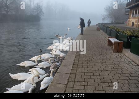 Eton, Windsor, Berkshire, Regno Unito. 18th Gennaio 2022. Swan Charity Swan Support stava alimentando i cigni di Eton sul Tamigi questa mattina con mais. LA ZONA di controllo dell'influenza aviaria DI DEFRA è ora in atto presso il Tamigi a Windsor ed Eton dicendo alle persone di non nutrire i cigni e gli uccelli selvatici. Invece Swan Support stanno alimentando i cigni e gli uccelli due volte al giorno in modo controllato in modo da cercare di fermare la diffusione della malattia mortale. Finora sette cigni sono tragicamente morti di influenza aviaria e 26 sono stati messi a dormire dalla carità Swan Lifeline a Cuckoo Weir in Eton. Credit: Maureen McLean/Alamy li Foto Stock