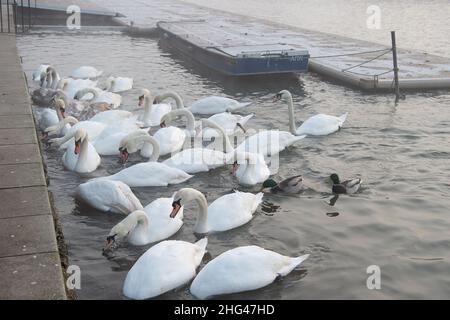 Eton, Windsor, Berkshire, Regno Unito. 18th Gennaio 2022. Swan Charity Swan Support stava alimentando i cigni di Eton sul Tamigi questa mattina con mais. LA ZONA di controllo dell'influenza aviaria DI DEFRA è ora in atto presso il Tamigi a Windsor ed Eton dicendo alle persone di non nutrire i cigni e gli uccelli selvatici. Invece Swan Support stanno alimentando i cigni e gli uccelli due volte al giorno in modo controllato in modo da cercare di fermare la diffusione della malattia mortale. Finora sette cigni sono tragicamente morti di influenza aviaria e 26 sono stati messi a dormire dalla carità Swan Lifeline a Cuckoo Weir in Eton. Credit: Maureen McLean/Alamy li Foto Stock