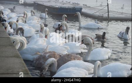 Eton, Windsor, Berkshire, Regno Unito. 18th Gennaio 2022. Swan Charity Swan Support stava alimentando i cigni di Eton sul Tamigi questa mattina con mais. LA ZONA di controllo dell'influenza aviaria DI DEFRA è ora in atto presso il Tamigi a Windsor ed Eton dicendo alle persone di non nutrire i cigni e gli uccelli selvatici. Invece Swan Support stanno alimentando i cigni e gli uccelli due volte al giorno in modo controllato in modo da cercare di fermare la diffusione della malattia mortale. Finora sette cigni sono tragicamente morti di influenza aviaria e 26 sono stati messi a dormire dalla carità Swan Lifeline a Cuckoo Weir in Eton. Credit: Maureen McLean/Alamy li Foto Stock