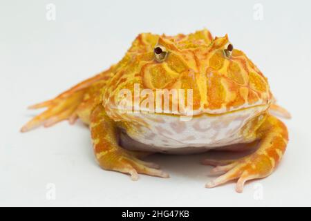 PAC man rana albino fragola isolato su sfondo bianco Foto Stock