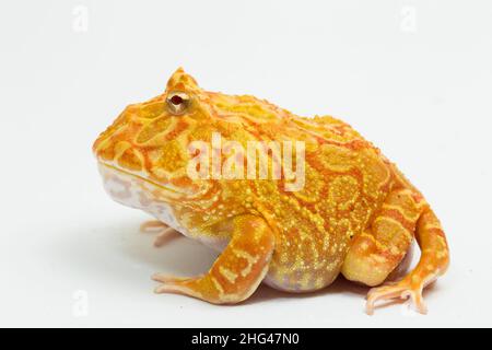 PAC man rana albino fragola isolato su sfondo bianco Foto Stock