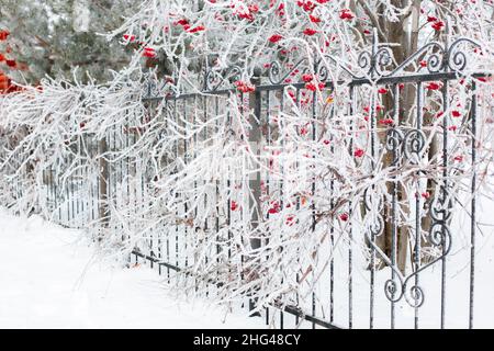 Albero di Rowan coperto di gelo con rametti che cadono su ornato recinto nero con alberi di abete sullo sfondo durante il giorno. Raccolta di bacche sane in Foto Stock