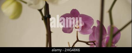 Orchidea viola è tra pianta verde e di fronte a sfondo bianco Foto Stock