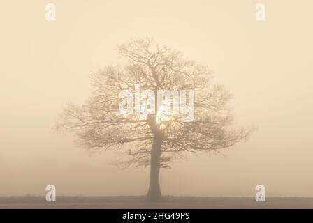 Quercia solitaria in fitta nebbia, con il sole che si infrange sullo sfondo. Hertfordshire, Regno Unito Foto Stock