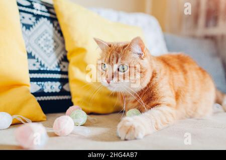 Gatto zenzero che gioca con le uova di Pasqua a casa. Animali domestici che si divertono sul divano. Simbolo delle vacanze di primavera. Divertente e curioso animale rilassante Foto Stock