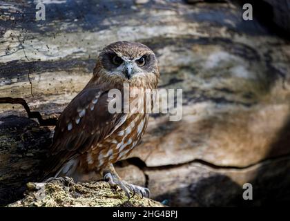 Ninox novaeseelandiae il gufo del boobobook, noto anche come gufo della carne di maiale. Foto Stock