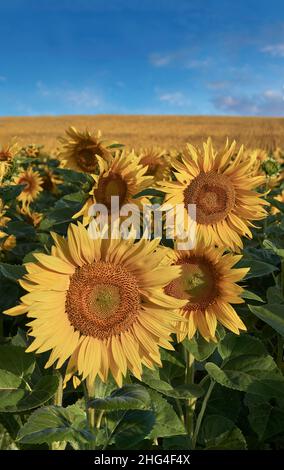 Teste di girasole fiorite in un campo di girasoli in sole che si adora presto (Helianthus Annus). Teste di girasole gialle aperte in un campo della Loira. Foto Stock