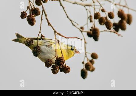 Yellowhammer maschio, primo piano. Seduto su un ramoscello. Alla ricerca di cibo. Sfondo chiaro sfocato, spazio di copia. Genere specie Emberiza citrinella. Foto Stock